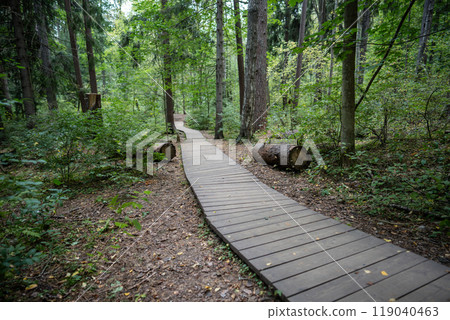 Ecological winding wooden pathway in national park through dark coniferous spruce forest. Trail hike Ecological winding wooden pathway in national park through dark coniferous spruce forest. Trail hike 119040463