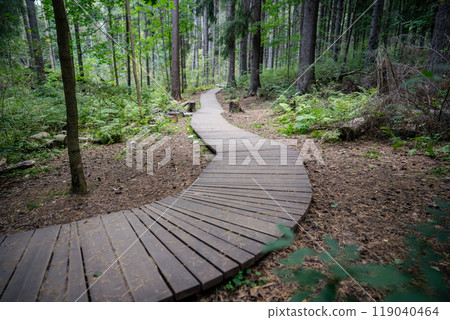 Ecological winding wooden pathway in national park through dark coniferous spruce forest. Trail hike Ecological winding wooden pathway in national park through dark coniferous spruce forest. Trail hike 119040464