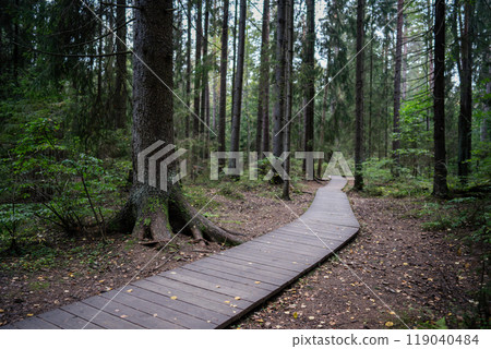 Ecological winding wooden pathway in national park through dark coniferous spruce forest. Trail hike Ecological winding wooden pathway in national park through dark coniferous spruce forest. Trail hike 119040484