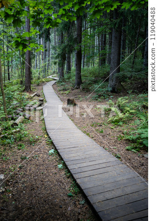 Empty ecological trail in dense dark coniferous forest in autumn. Hiking trail in woodland Empty ecological trail in dense dark coniferous forest in autumn. Hiking trail in woodland 119040488