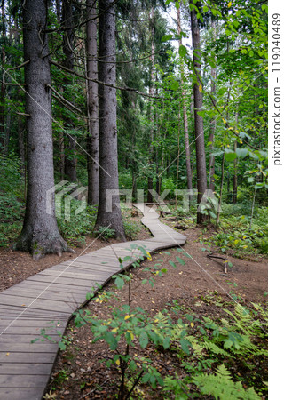 Ecological winding wooden plank path through dark coniferous spruce woods, autumn forest. Ecological winding wooden plank path through dark coniferous spruce woods, autumn forest. 119040489