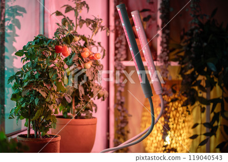 Homegrown tomato cherry under phyto lamp on windowsill at home. Growing vegetable at home in winter Homegrown tomato cherry under phyto lamp on windowsill at home. Growing vegetable at home in winter 119040543