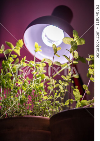 Peppermint herbs under phytolamp in home conditions. Mint plant seedling in house.  119040563