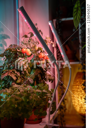 Homegrown tomato cherry under phyto lamp on windowsill at home. Growing vegetable at home in winter 119040637