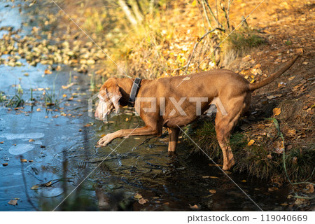 Curious Vizsla dog entering frozen lake, breaking ice, hunting something in cold water at fall park Curious Vizsla dog entering frozen lake, breaking ice, hunting something in cold water at fall park 119040669