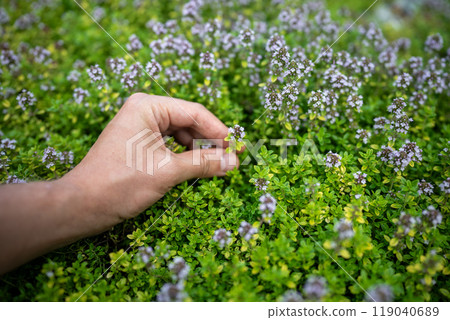 Man hand collecting fragrant Thymus Citriodorus branches from bush for tea, seasoning, medicine Man hand collecting fragrant Thymus Citriodorus branches from bush for tea, seasoning, medicine 119040689