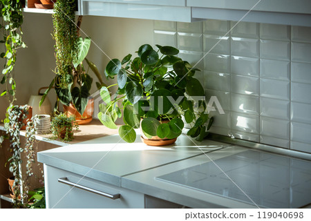 Pilea peperomioides houseplant in terracotta pot at sunlight at kitchen home. Chinese money plant 119040698