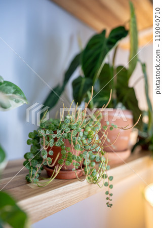 Peperomia Prostrata - String of turtles houseplant in ceramic ceramic pot on wooden shelf at home 119040710