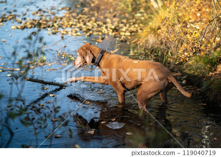Playful hunting dog climbing into water for stick, breaking fragile autumn ice on surface of water. 119040719