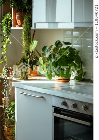Pilea peperomioides houseplant in terracotta pot at sunlight at kitchen home. Chinese money plant 119040721