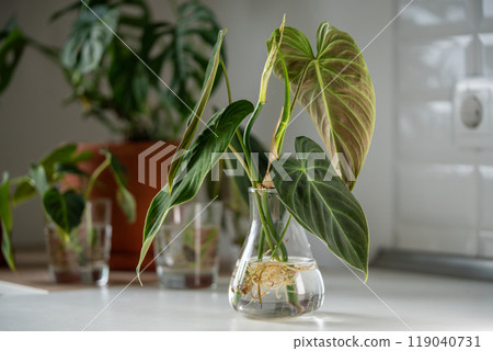 Sprouts of Philodendron Splendid plant in glass jar. Simple propagation houseplant by stem in water Sprouts of Philodendron Splendid plant in glass jar. Simple propagation houseplant by stem in water 119040731