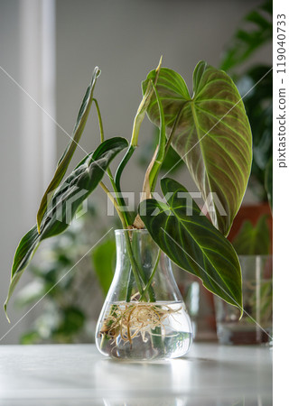 Sprouts of Philodendron Splendid plant in glass jar. Simple propagation houseplant by stem in water Sprouts of Philodendron Splendid plant in glass jar. Simple propagation houseplant by stem in water 119040733