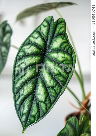 Closeup of wet leaf of Alocasia Baginda Dragon Scale with water drops in ceramic pot at home Closeup of wet leaf of Alocasia Baginda Dragon Scale with water drops in ceramic pot at home 119040741