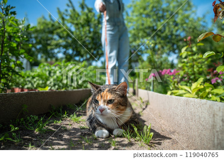 Frightened domestic cat on harness walking outdoors for first time, curious about sounds and smells Frightened domestic cat on harness walking outdoors for first time, curious about sounds and smells 119040765