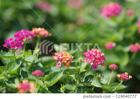 花卉景觀 119040777