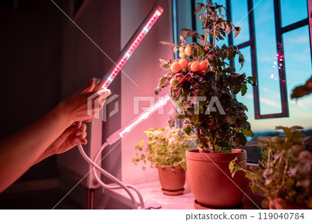 Woman installing LED purple pink lamp for supplementary lighting of tomato cherry in winter season Woman installing LED purple pink lamp for supplementary lighting of tomato cherry in winter season 119040784