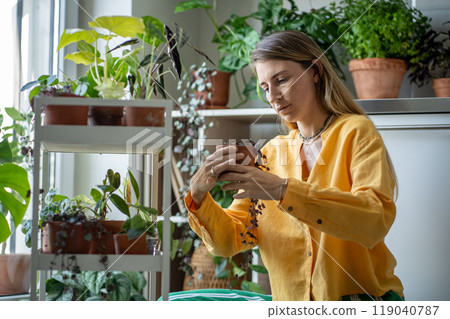 Plant lover woman holding clay pot with ceropegia woodii, inspecting plant for dry leaves, diseases Plant lover woman holding clay pot with ceropegia woodii, inspecting plant for dry leaves, diseases 119040787