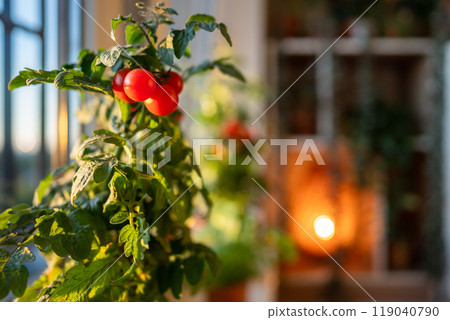 Closeup of ripe red cherry tomatoes first appear on branch of plant in pot at home. Domestic garden Closeup of ripe red cherry tomatoes first appear on branch of plant in pot at home. Domestic garden 119040790
