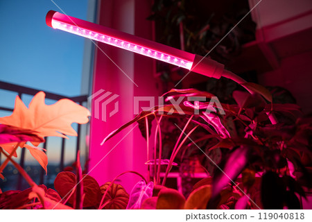 Growing plants under phyto lamp at home. LED lamp for supplementary lighting of houseplants Growing plants under phyto lamp at home. LED lamp for supplementary lighting of houseplants 119040818
