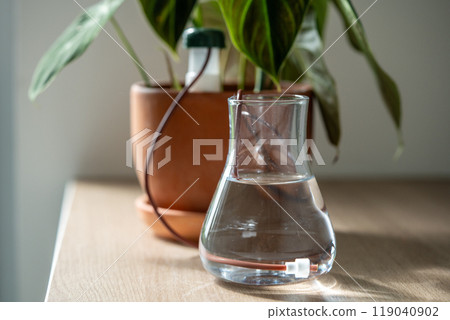 Self-watering system. Philodendron plant suck up water through tubes submerged in a vase of water. 119040902