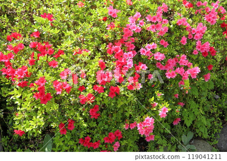 充滿活力的久留米杜鵑花 119041211
