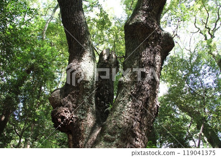 Kobe Ikuta Forest, surrounded by a tranquil stream 119041375