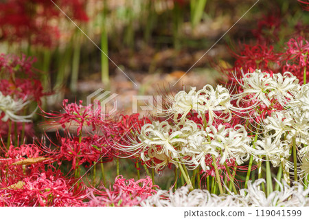 Red and white spider lilies (Shonai Green Park, Nagoya, Aichi Prefecture) 119041599