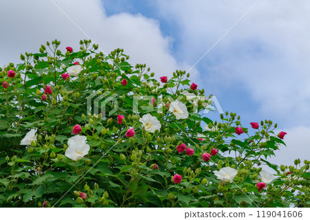 Hibiscus hibiscus, a flower that blooms for just one day (Nagoya City, Aichi Prefecture) Hibiscus hibiscus, a flower that blooms for just one day (Nagoya City, Aichi Prefecture) 119041606