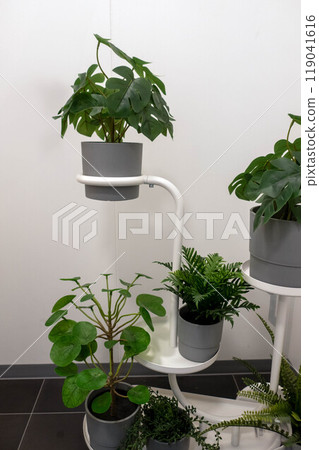 Houseplant interior 119041616