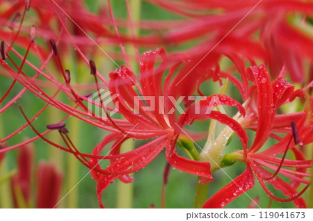 群集孤挺花 119041673