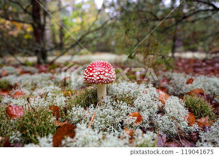 Close up of a red Amanita mushroom in a moss-covered forest floor, surrounded by fallen autumn leaves. The vibrant fungi stands out with its white spotted cap, creating a striking natural composition. 119041675