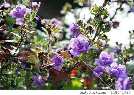 Purple flowers blooming in spring in March 119041725