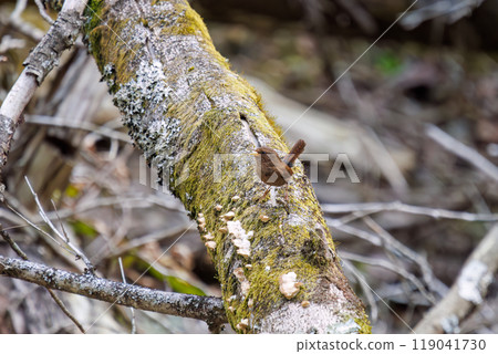 神奈川縣，一隻可愛的鷦鷯（鷦鷯家族）跳過長滿青苔的山澗 — 2023 年 119041730