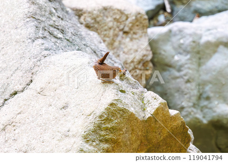 一隻可愛的鷦鷯（鷦鷯家族）在山間溪流中跳躍尋找食物神奈川縣 - 2023 年 119041794