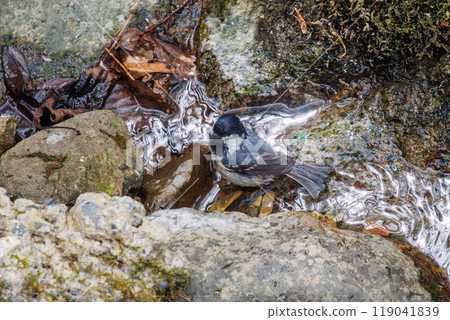 A cute Coal Tit (Parus major) bathing in a mountain stream. Hayatogawa Forest Road, Sagamihara City, Kanagawa Prefecture, Japan. 2024 A cute Coal Tit (Parus major) bathing in a mountain stream. Hayatogawa Forest Road, Sagamihara City, Kanagawa Prefecture, Japan. 2024 119041839