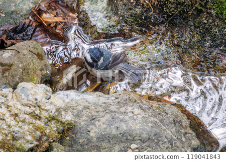 A cute Coal Tit (Parus major) bathing in a mountain stream. Hayatogawa Forest Road, Sagamihara City, Kanagawa Prefecture, Japan. 2024 119041843