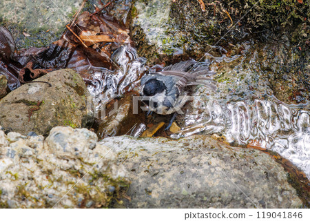 A cute Coal Tit (Parus major) bathing in a mountain stream. Hayatogawa Forest Road, Sagamihara City, Kanagawa Prefecture, Japan. 2024 119041846