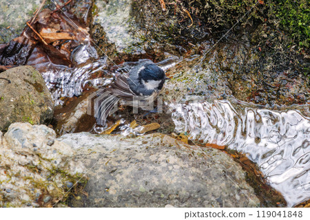 A cute Coal Tit (Parus major) bathing in a mountain stream. Hayatogawa Forest Road, Sagamihara City, Kanagawa Prefecture, Japan. 2024 A cute Coal Tit (Parus major) bathing in a mountain stream. Hayatogawa Forest Road, Sagamihara City, Kanagawa Prefecture, Japan. 2024 119041848