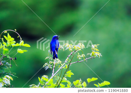 2024年美麗的黃鷂（蠅科）在新綠樹梢的歌點上以響亮而美麗的聲音鳴叫 119041880