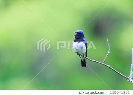 A beautiful blue-and-white flycatcher (Flycatcher family) singing loudly and beautifully in a song spot at the top of a tree amidst fresh greenery 2024 A beautiful blue-and-white flycatcher (Flycatcher family) singing loudly and beautifully in a song spot at the top of a tree amidst fresh greenery 2024 119041891