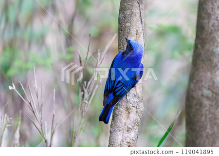 2024年美麗的黃鷂（蠅科）在新綠樹梢的歌點上以響亮而美麗的聲音鳴叫 119041895