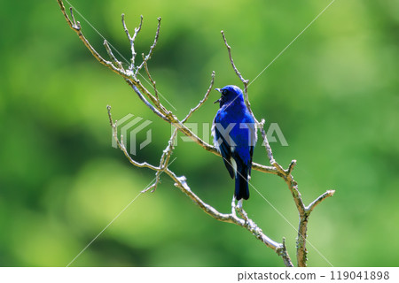 A beautiful blue-and-white flycatcher (Flycatcher family) singing loudly and beautifully in a song spot at the top of a tree amidst fresh greenery 2024 119041898