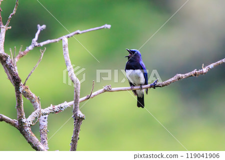 A beautiful blue-and-white flycatcher (Flycatcher family) singing loudly and beautifully in a song spot at the top of a tree amidst fresh greenery 2024 A beautiful blue-and-white flycatcher (Flycatcher family) singing loudly and beautifully in a song spot at the top of a tree amidst fresh greenery 2024 119041906