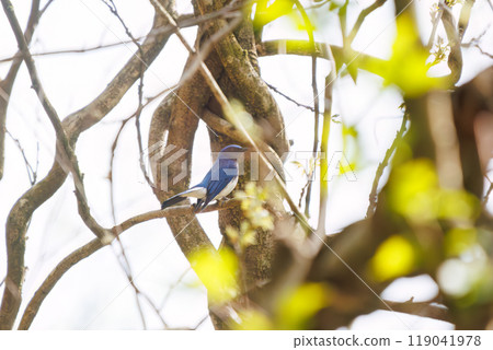 A beautiful blue-and-white flycatcher (Flycatcher family) singing loudly and beautifully among the fresh greenery Kanagawa Prefecture - 2023 A beautiful blue-and-white flycatcher (Flycatcher family) singing loudly and beautifully among the fresh greenery Kanagawa Prefecture - 2023 119041978