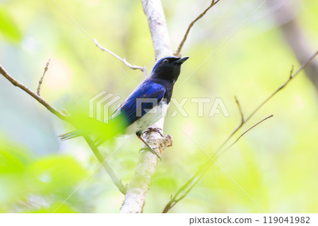 A beautiful blue-and-white flycatcher (Flycatcher family) singing loudly and beautifully among the fresh greenery Kanagawa Prefecture - 2023 119041982
