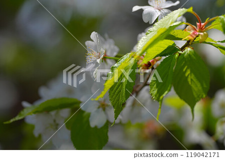 Cherry Blossoms Cherry Blossoms 119042171