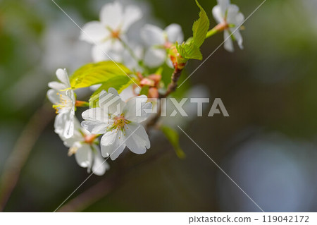 Cherry Blossoms Cherry Blossoms 119042172