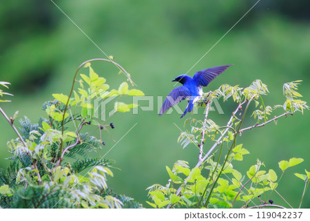 A beautiful blue-and-white flycatcher (Flycatcher) taking off to catch flying insects amidst the fresh greenery Kanagawa Prefecture - 2024 A beautiful blue-and-white flycatcher (Flycatcher) taking off to catch flying insects amidst the fresh greenery Kanagawa Prefecture - 2024 119042237