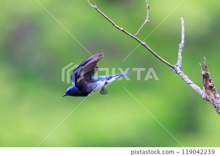 捕捉一隻美麗的飛鶲在神奈川縣的新鮮綠色植物中飛行捕捉飛蟲-2024 119042239