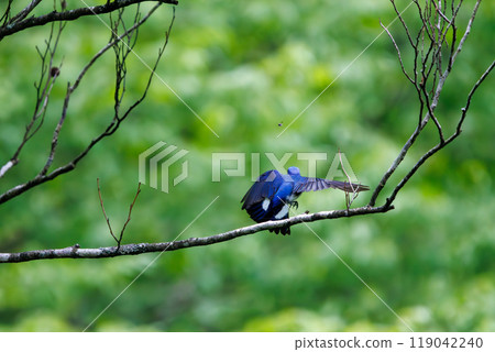 A beautiful blue-and-white flycatcher (Flycatcher) taking off to catch flying insects amidst the fresh greenery Kanagawa Prefecture - 2024 119042240